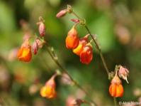 Hermannia muricata 