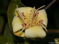 Rothmannia capensis
