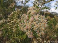 Gymnanthemum coloratum inflorescence