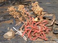Crassula foveata in flower on a cliff ledge