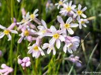 Tulbaghia coddii 