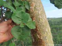 Ficus tettensis leaves and bark