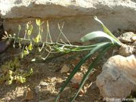 Albuca thermarum in flower at Kirstenbosch NBG