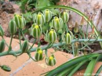 Albuca cremnophila in flower, Kirstenbosch NBG