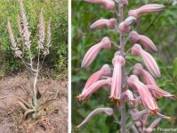 Aloe komatiensis inflorescence and flowers covered with a powdery bloom