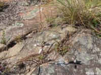 Aloe liliputana in habitat