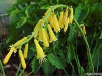 Kniphofia pauciflora 