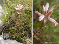 Aloe saundersiae in flower in habitat