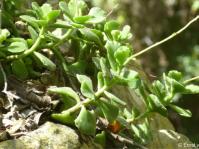 Adromischus cristatus var. zeyheri 