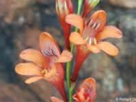 Tritonia nelsonii