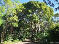 Camphor tree in Kirstenbosch NBG