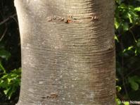 Cryptocarya myrtifolia trunk
