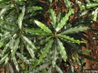 Faurea macnaughtonii 