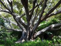 Ficus macrophylla in Kirstenbosch NBG