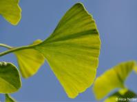 Ginkgo biloba