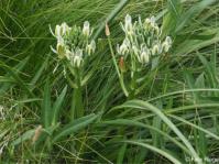 Albuca fastigiata 