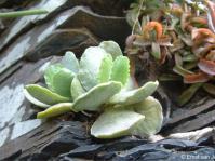 Adromischus cristatus var. mzimvubuensis 