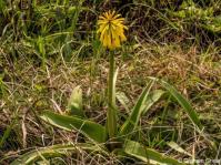 Kniphofia drepanophylla 