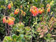 Cotyledon adscendens 