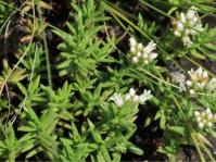 Crassula dependens