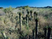 Euphorbia clandestina in habitat
