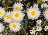 Edmondia sesamoides 