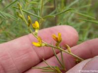 Melolobium subspicatum 