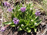 Ledebouria purpurea