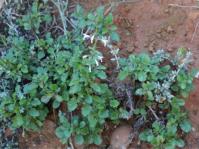 Salvia obtusata in flower in habitat