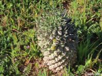 Euphorbia schoenlandii  
