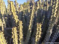 Euphorbia radyeri, soetnoors 