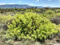 Aspalathus amoena in habitat