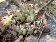 Adromischus umbraticola subsp. ramosus