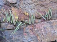 Bulbine spongiosa in flower Bulbine spongiosa in flower