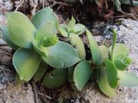 Crassula lactea after rain with white dots prominent