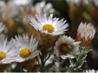 Helichrysum retortum