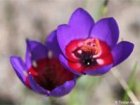 Geissorhiza mathewsii
