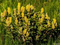 Eriosema luteopetalum Eriosema luteopetalum