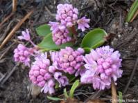 Ledebouria altopaludosa