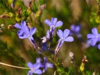 Lobelia pinifolia flowers and developing fruits