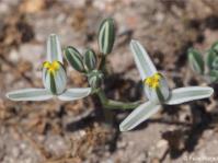 Albuca setosa flowers