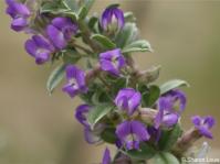 Lotononis lotononoides 