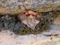 Crassula montana subsp. montana 