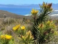 Berkheya angusta flowering in habitat