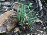 Drimia delagoensis Drimia delagoensis