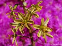 Albuca suaveolens Albuca suaveolens