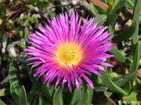 Carpobrotus acinaciformis 