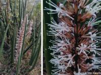 Dracaena angolensis in flower