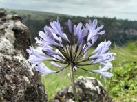 Agapanthus pondoensis in habitat
