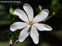 Gardenia thunbergia flower